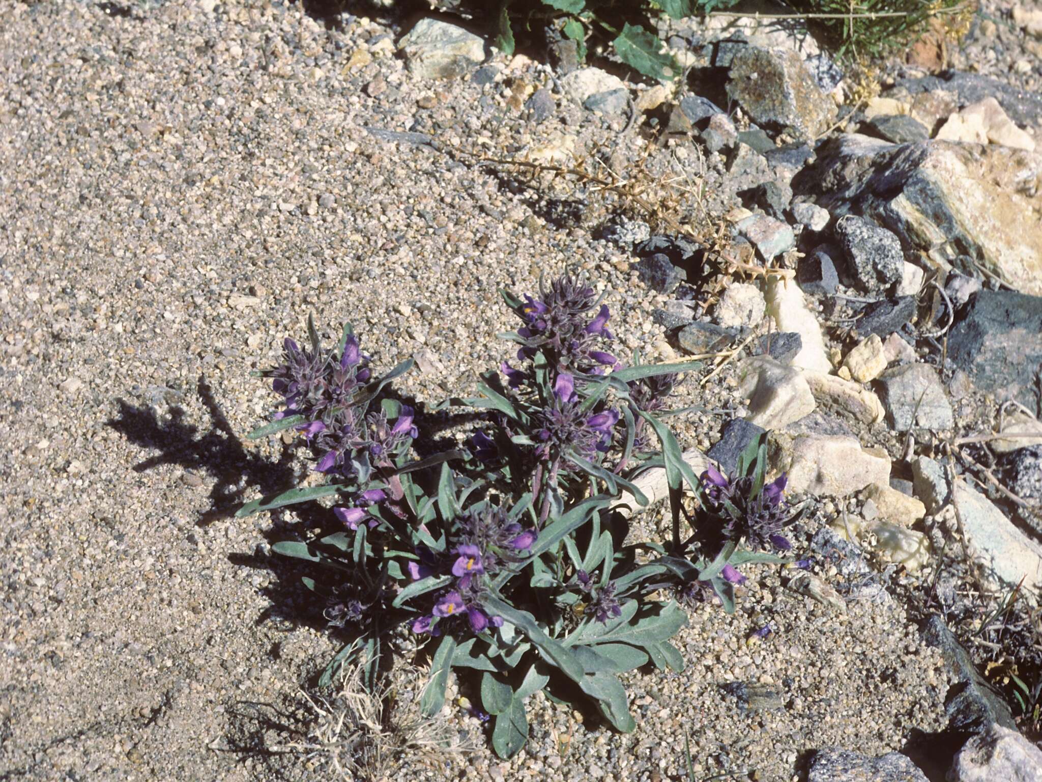 Image de Penstemon barnebyi N. H. Holmgren