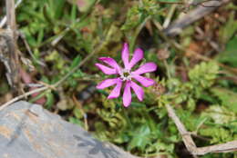 Imagem de Silene colorata subsp. colorata