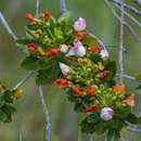 Bonnetia stricta (Nees) Mart.的圖片