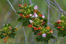 Imagem de Bonnetia stricta (Nees) Mart.