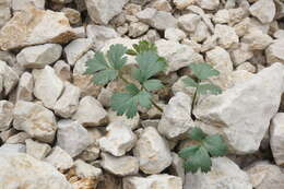 Image of Heracleum ligusticifolium Bieb.