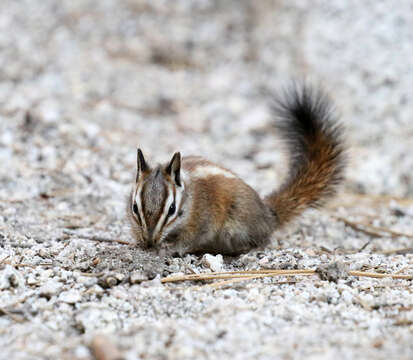 Image of lodgepole chipmunk