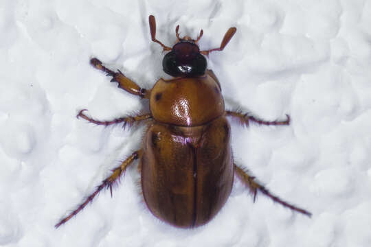 Image of Southern Masked Chafer