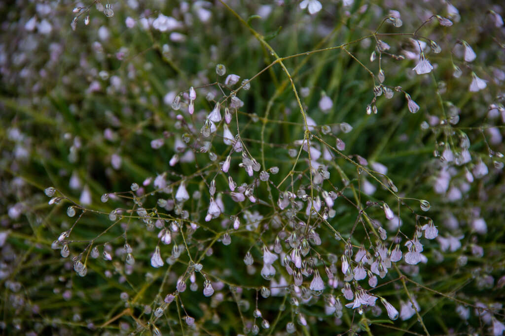 Image de Gypsophila patrinii Ser.