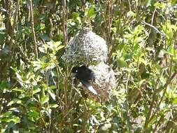 Image of Vieillot's Weaver