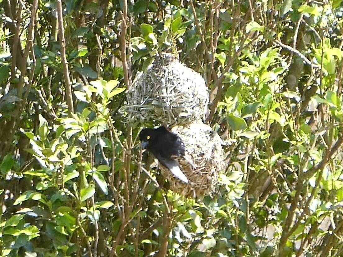 Image of Vieillot's Weaver