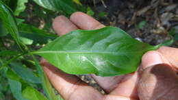 صورة Pavetta indica L.