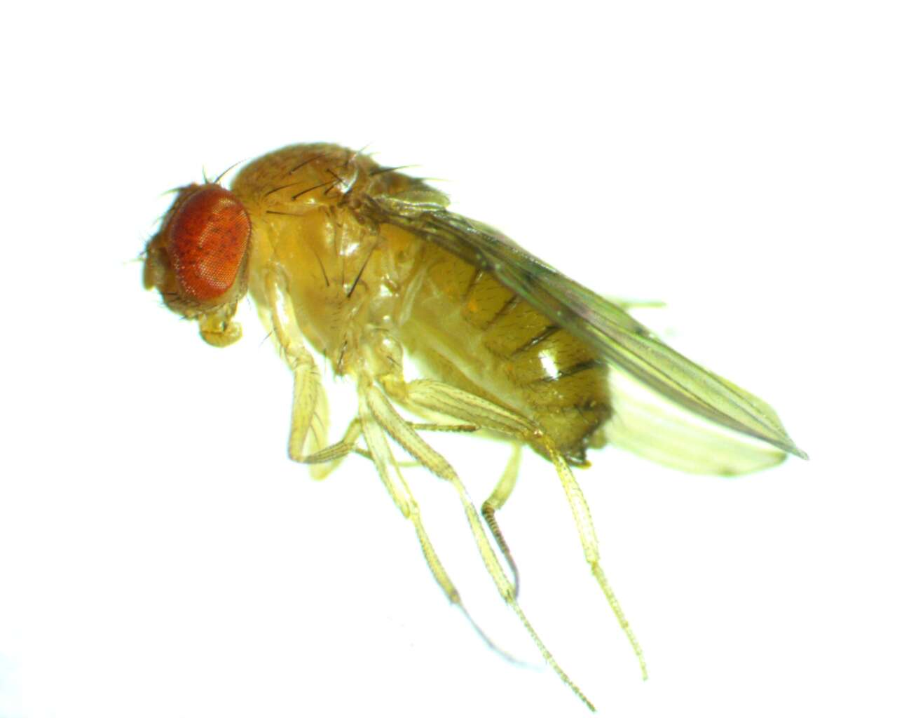 Image of Drosophila tripunctata Loew 1862