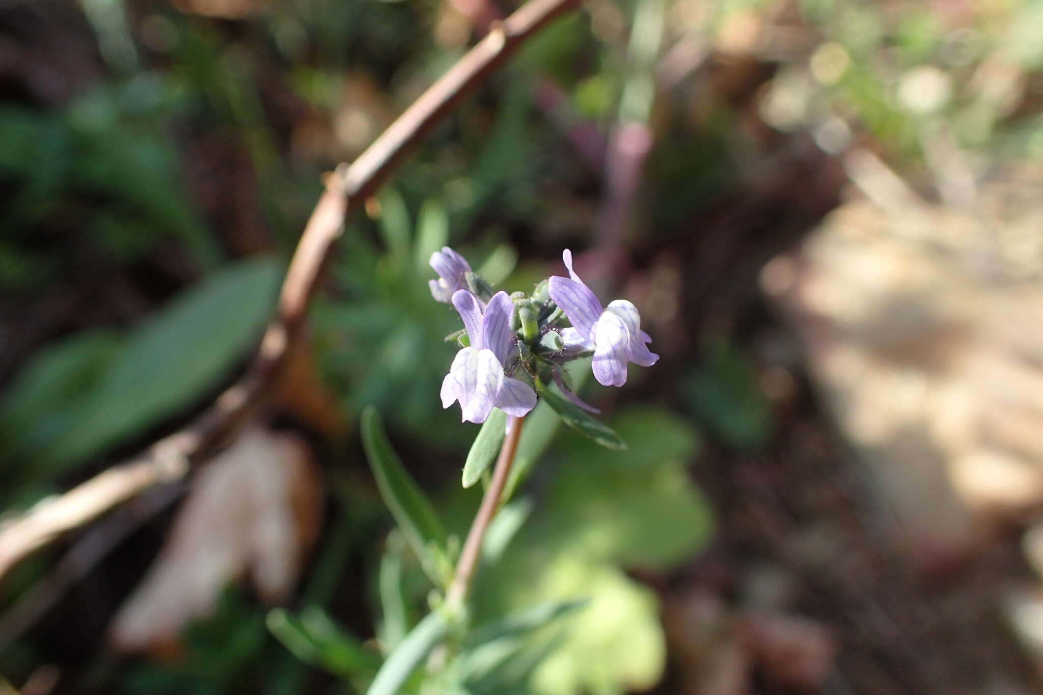 Linaria arvensis (L.) Desf.的圖片