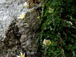 Слика од Saxifraga bryoides L.