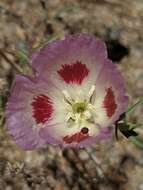 Image of redspot clarkia