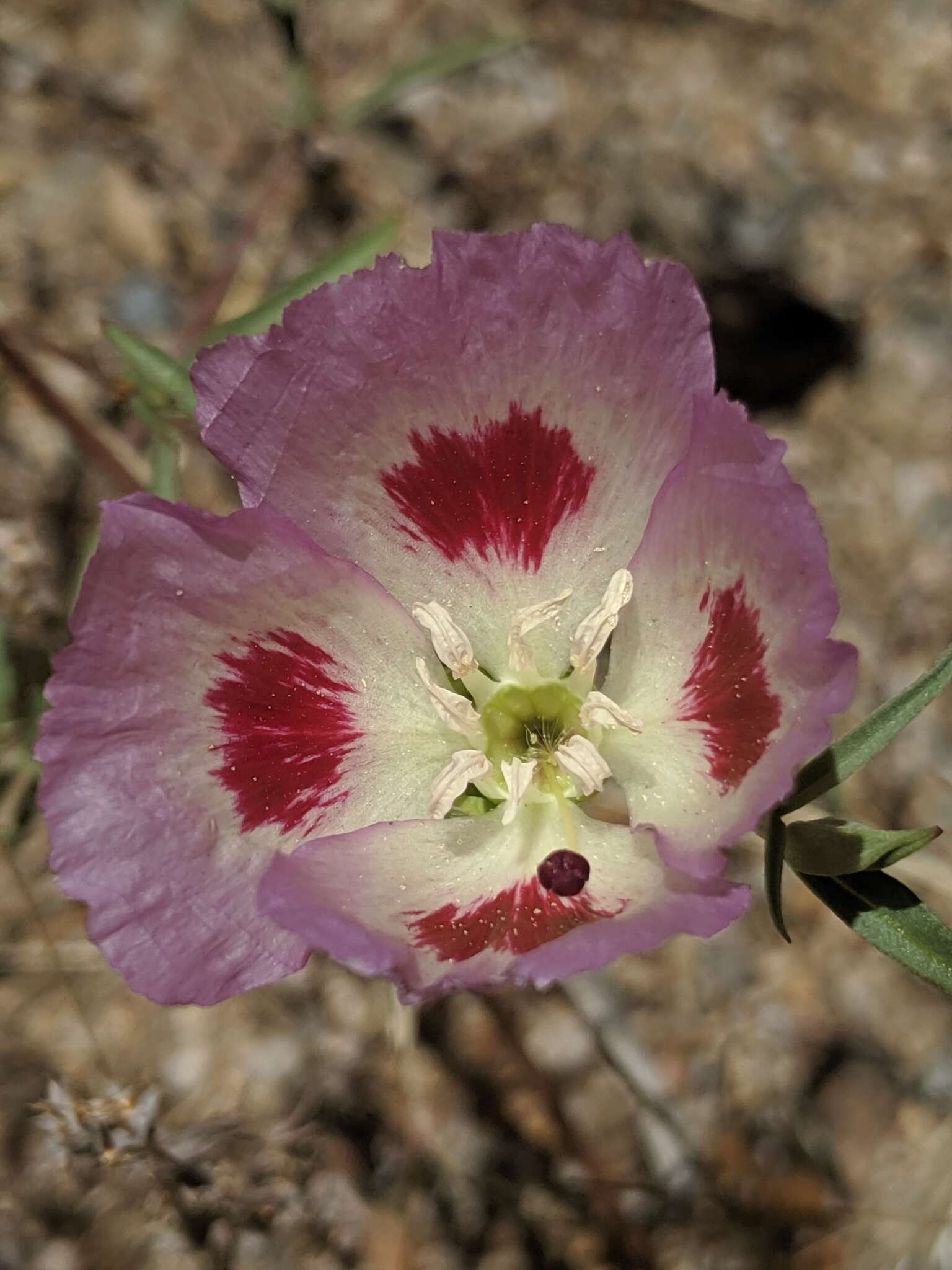 Image of redspot clarkia