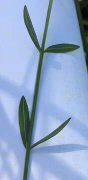 Image of sharplobe St. Johnswort