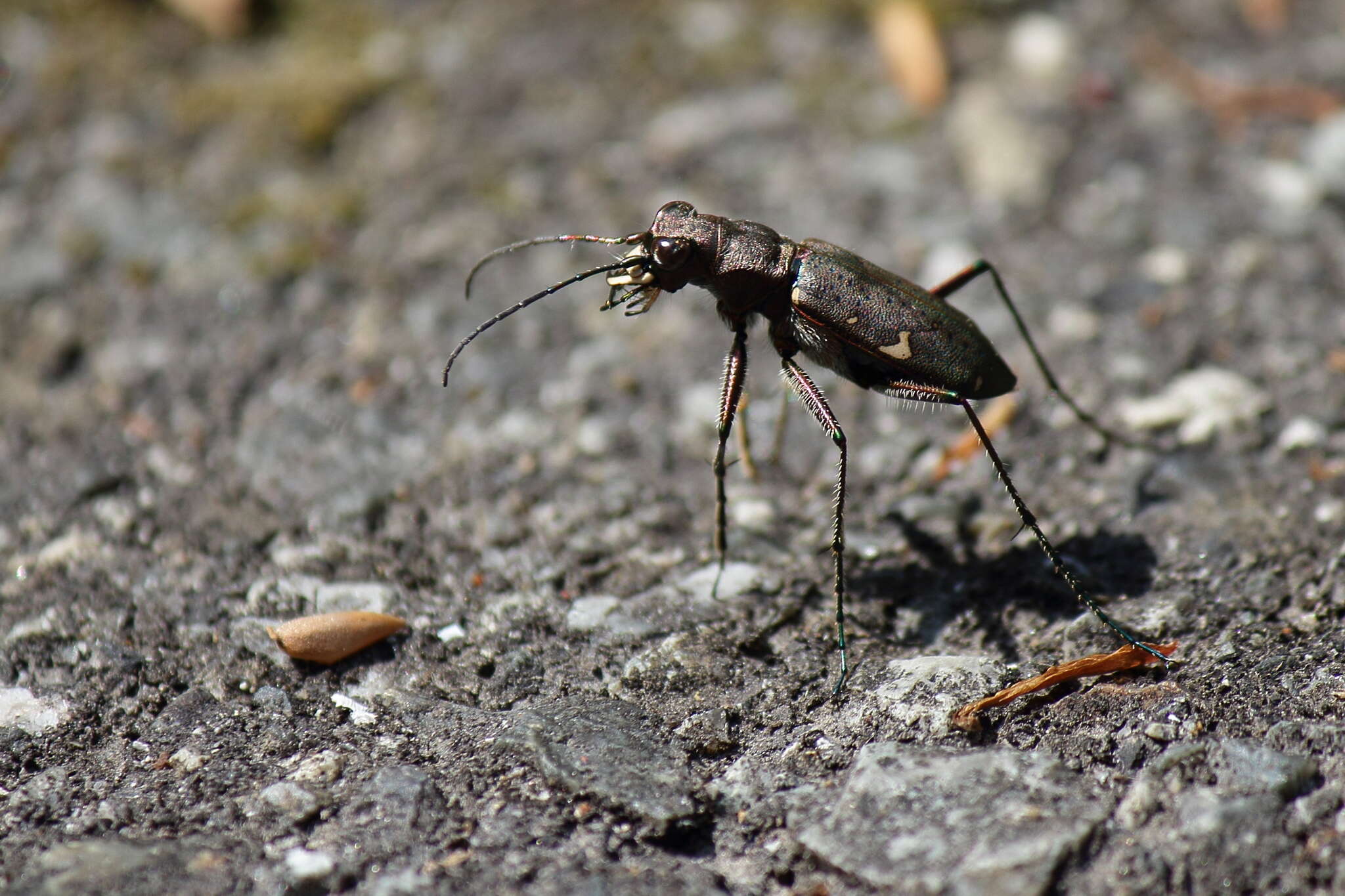 Image de Cicindela (Cicindela) japana Motschulsky 1858