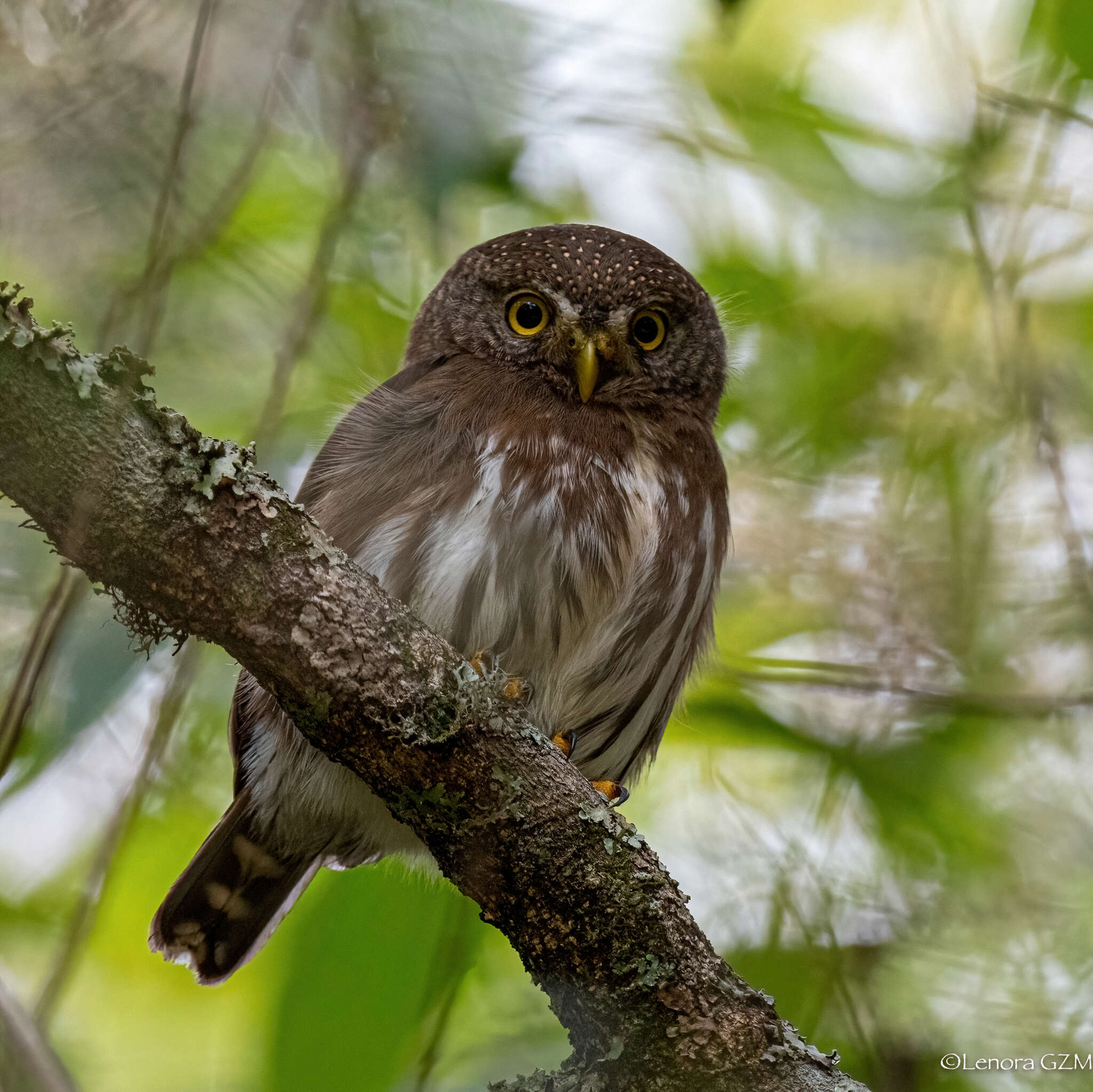 Image of Tamaulipas Pygmy Owl