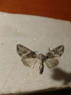Image of Beautiful Brocade