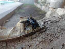 Image of Xylocopa splendidula Lepeletier 1841