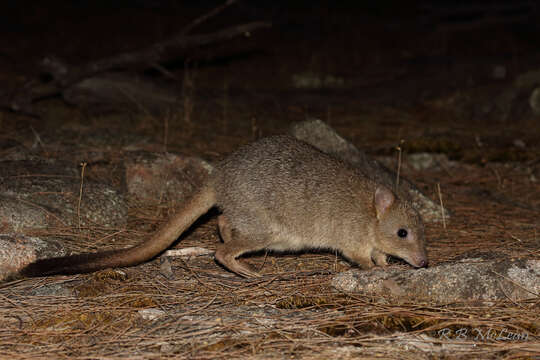 Imagem de Bettongia penicillata Gray 1837