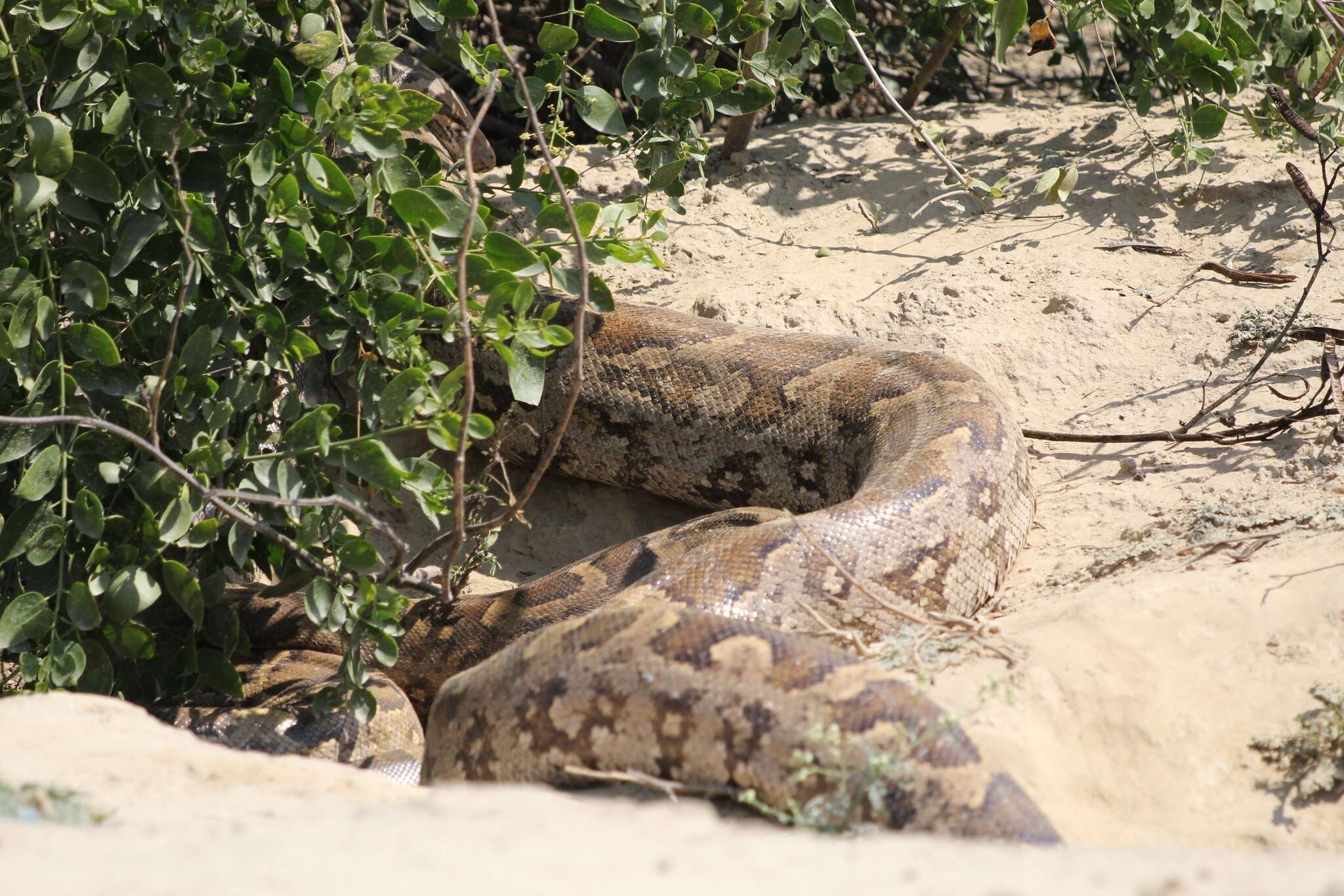 Image of Asiatic rock python