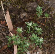 Imagem de Poranthera microphylla Brongn.