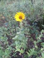 Image of ashy sunflower