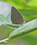 Image of Arhopala allata (Staudinger 1889)