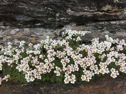 Sivun Saxifraga nevadensis Boiss. kuva