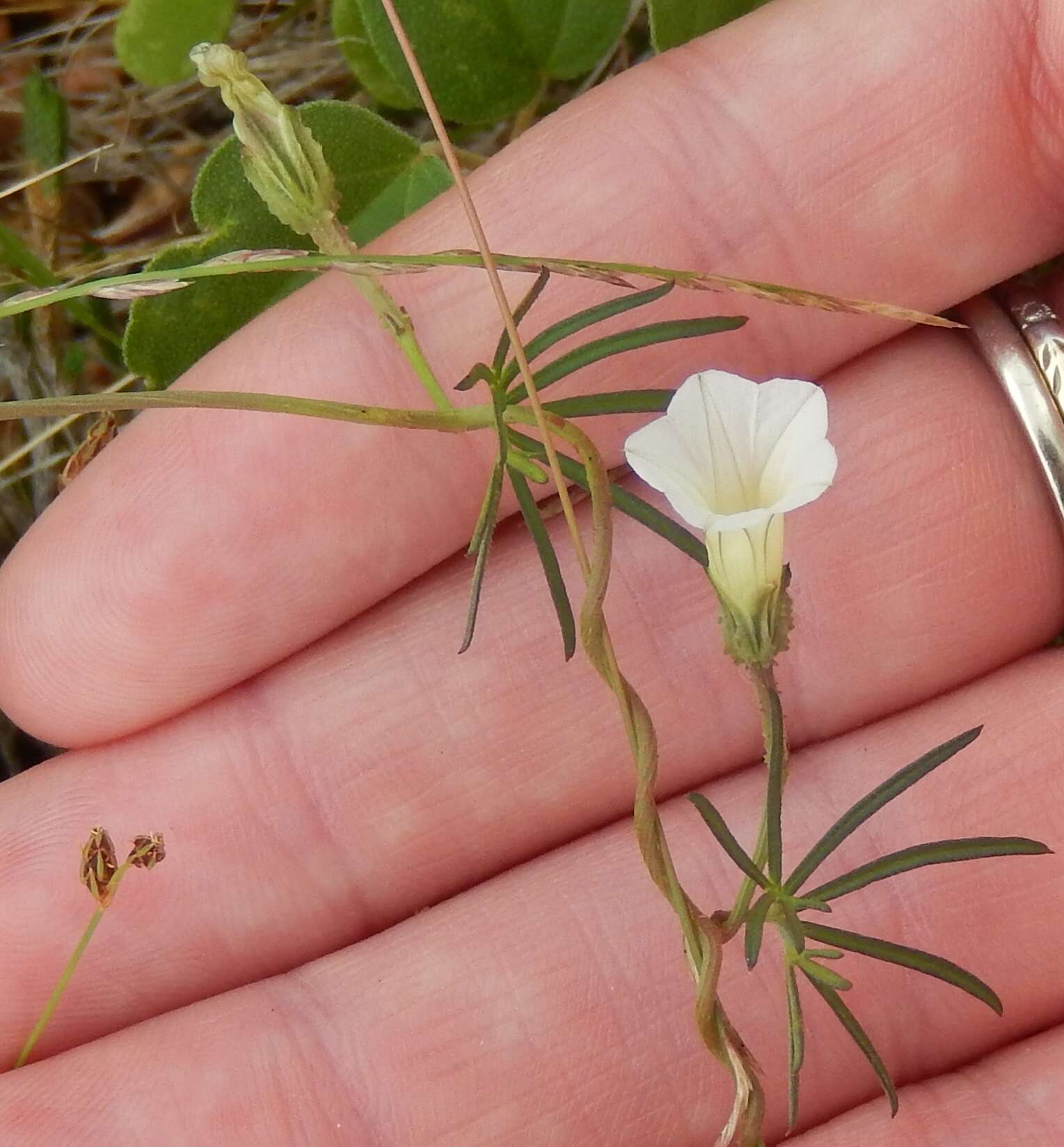 Image of Ipomoea costellata var. edwardsensis O'Kennon & G. L. Nesom