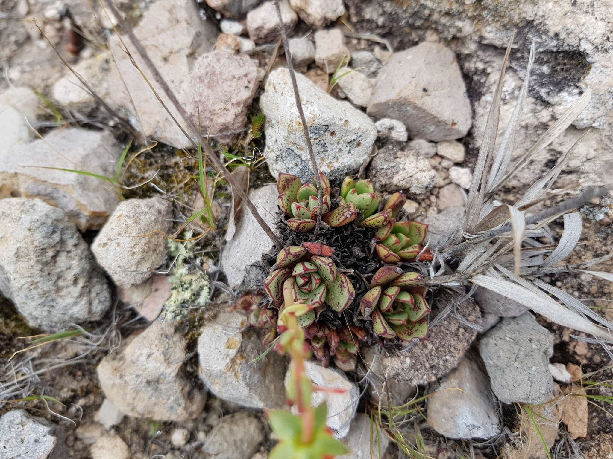 Sivun Echeveria longissima var. aztatlensis J. Meyrán kuva