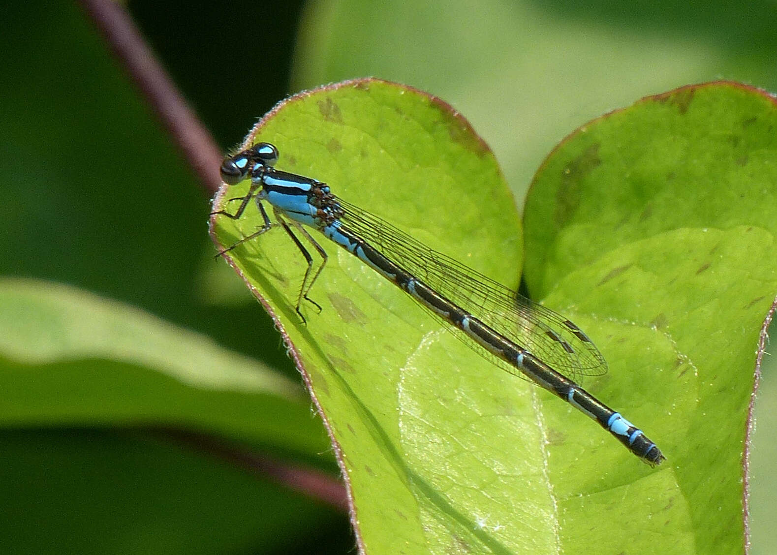 Image of Skimming Bluet