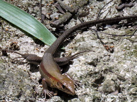 Image of Holcosus undulatus hartwegi (Smith 1940)