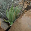 Sivun Dudleya brevipes Rose ex Britton & Rose kuva