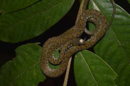 Image of Sabah Keelback