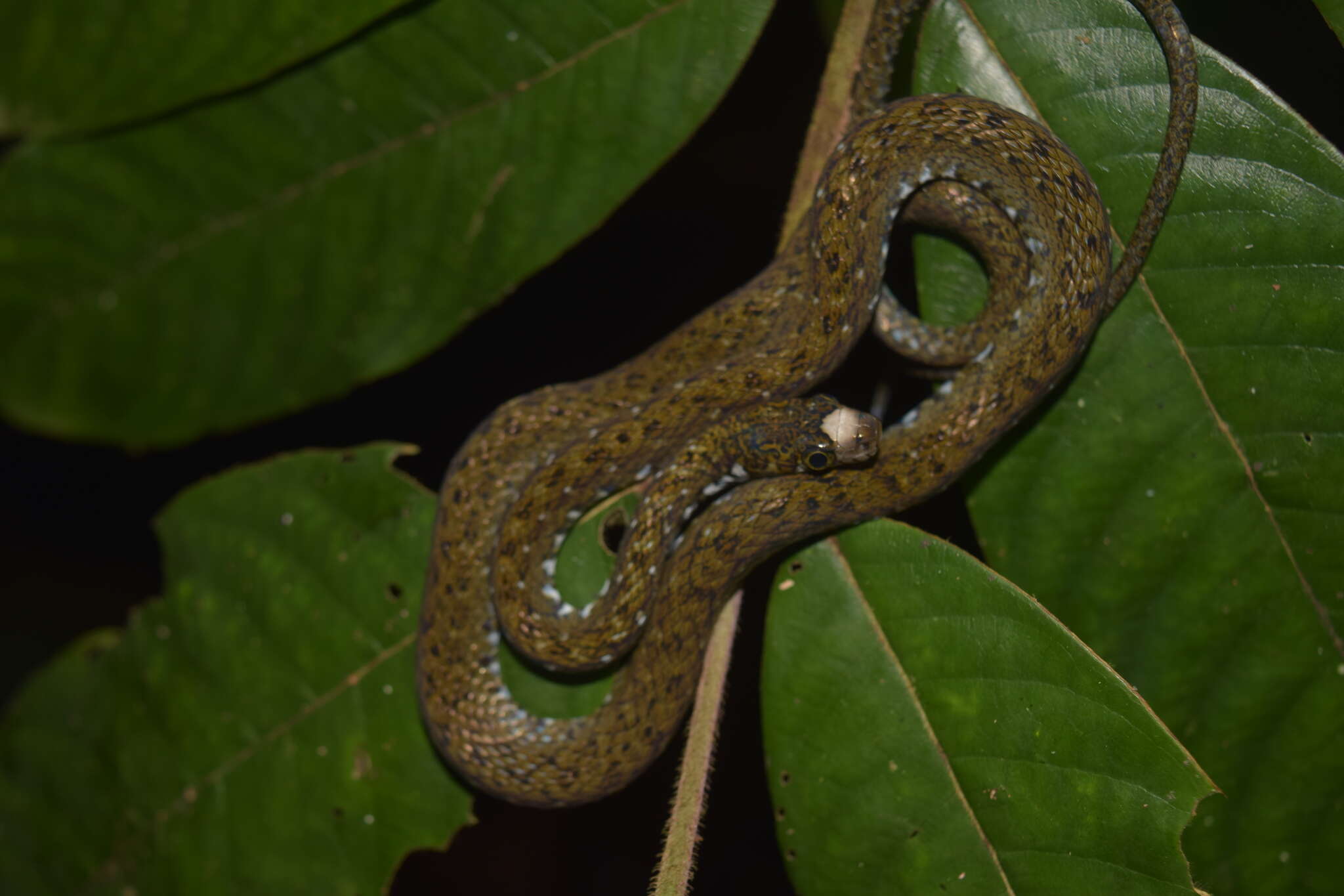 Image of Sabah Keelback