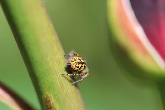 Carrhotus xanthogramma (Latreille 1819) resmi