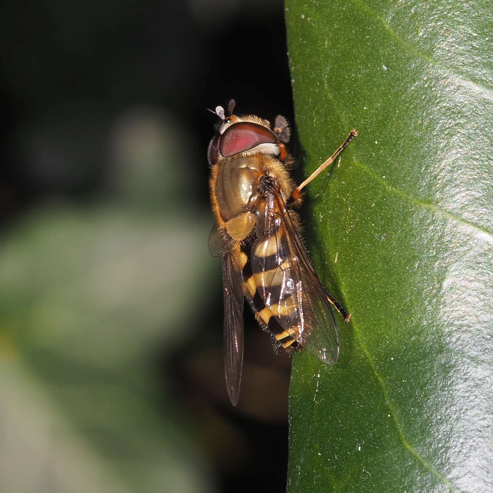 Image of Syrphus torvus Osten Sacken 1875