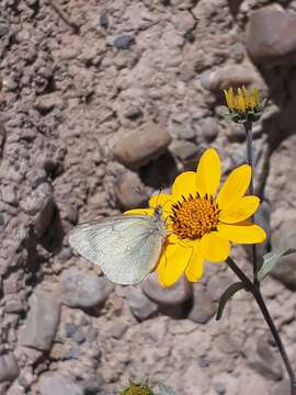 Image of Colias flaveola Blanchard 1852