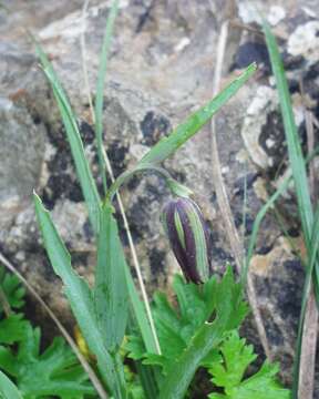 Image of Fritillaria oranensis Pomel