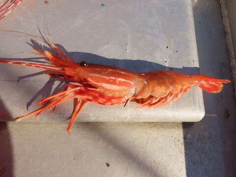 Image of California Spot Prawn