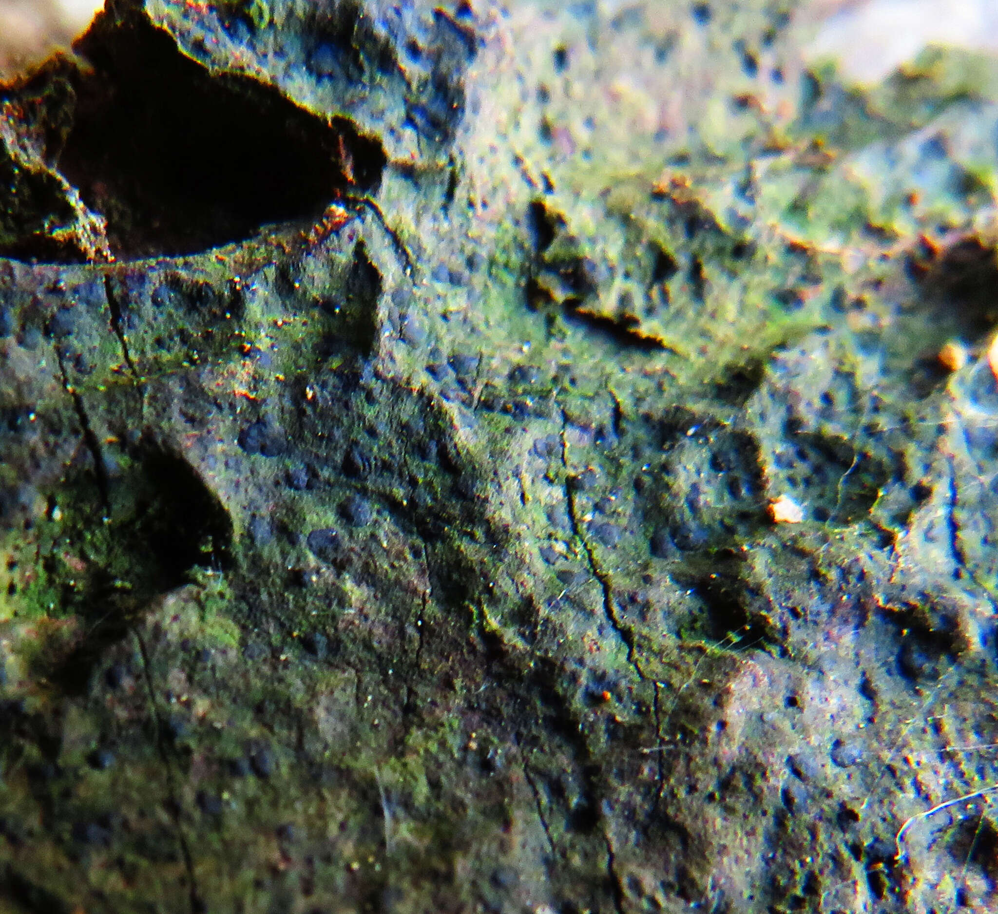 Image of dot lichen