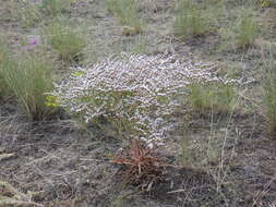 Image of Goniolimon graminifolium (Ait.) Boiss.