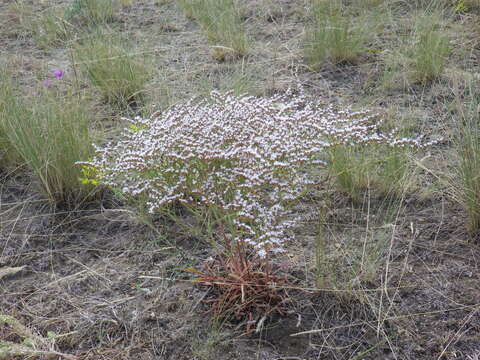 Image de Goniolimon graminifolium (Ait.) Boiss.