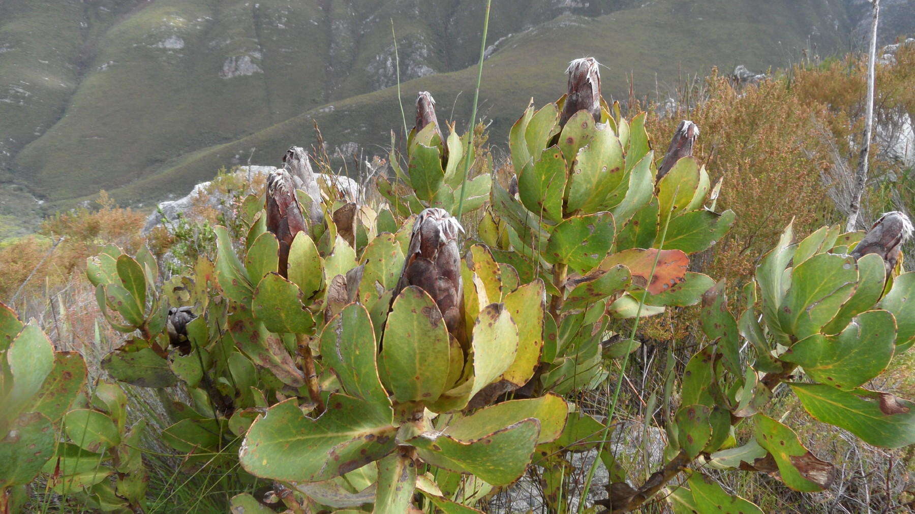 Plancia ëd Protea grandiceps Tratt.