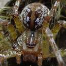 Plancia ëd Dolomedes mizhoanus Kishida 1936