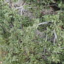 Image of Atadinus pumilus subsp. legionensis (Rothm.) Hauenschild