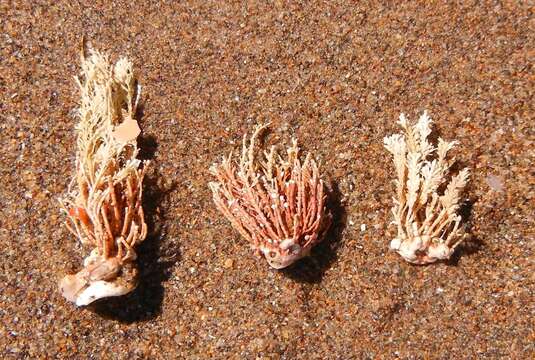 Image of common coral weed