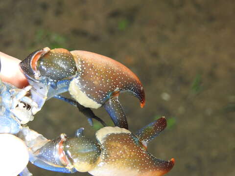 Image of Cherax depressus Riek 1951