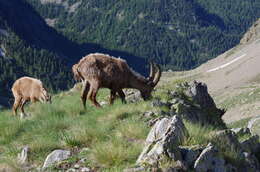 Image of Alpine Ibex