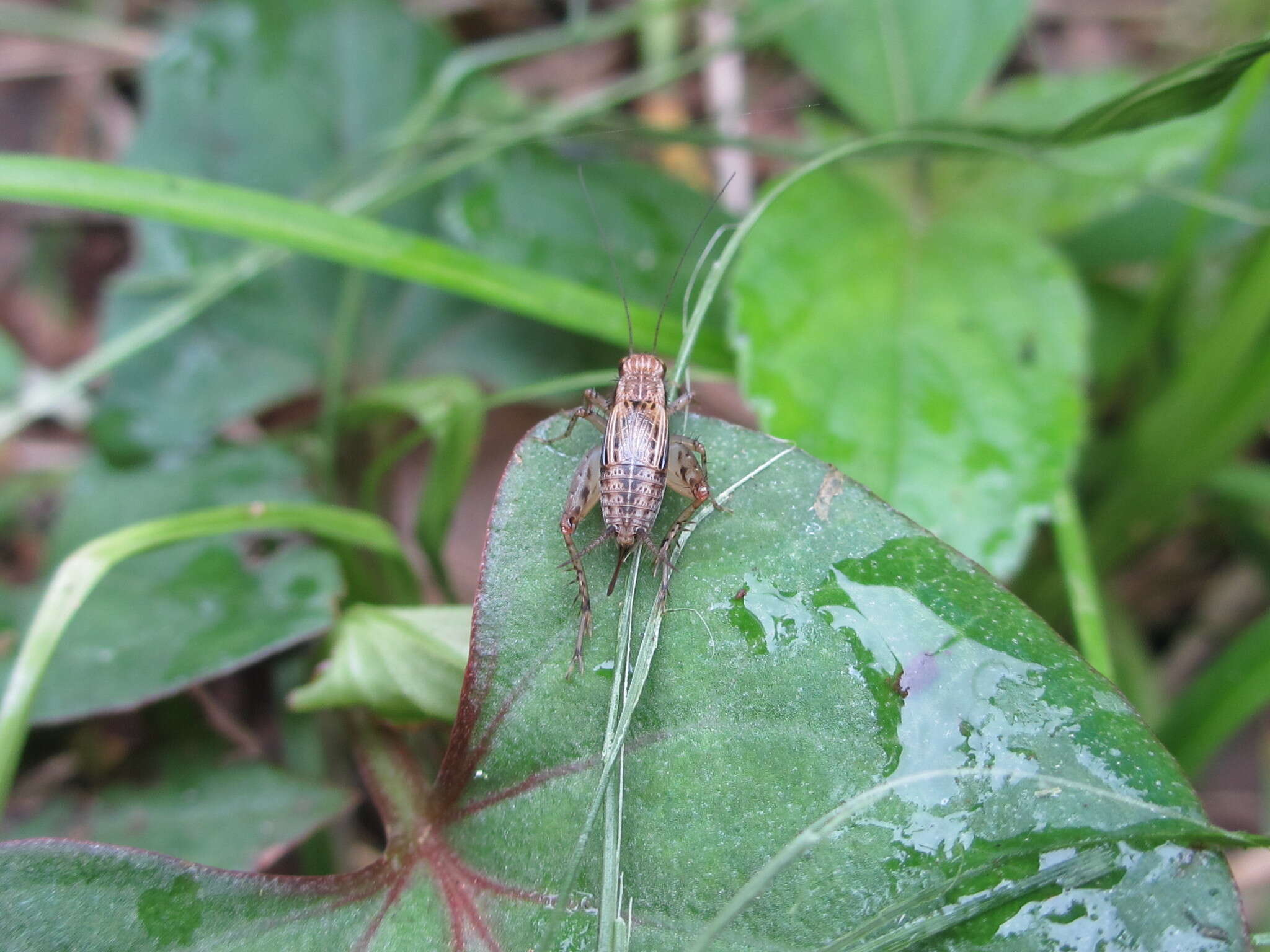 صورة <i>Dianemobius mikado</i>