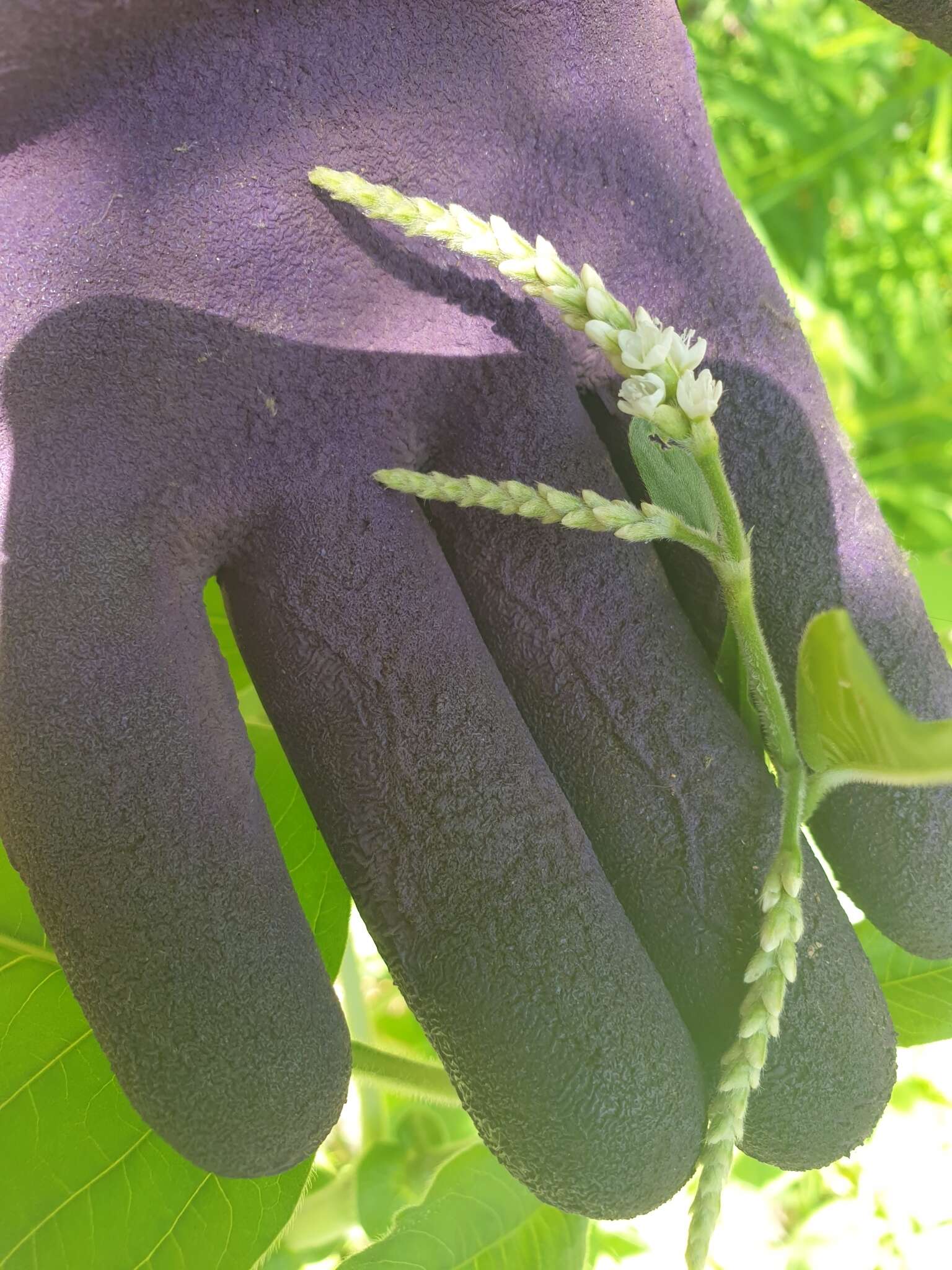 صورة Persicaria orientalis (L.) Spach